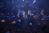 Aquarium de Sao Paulo