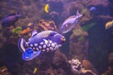 Aquarium de Sao Paulo